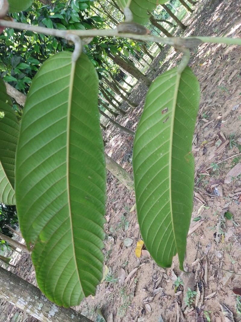 Rubroshorea hemsleyana photo 3