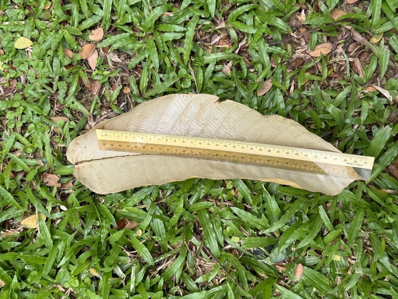 Rubroshorea hemsleyana photo 5