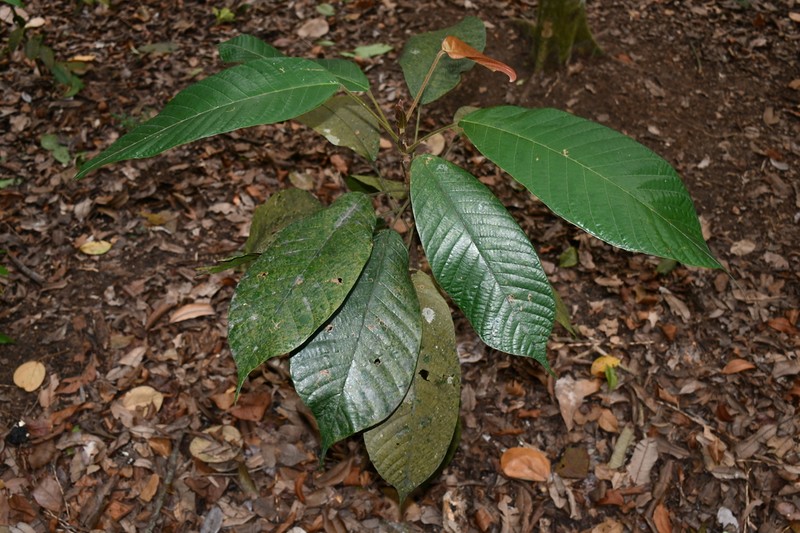 Rubroshorea hemsleyana photo 6