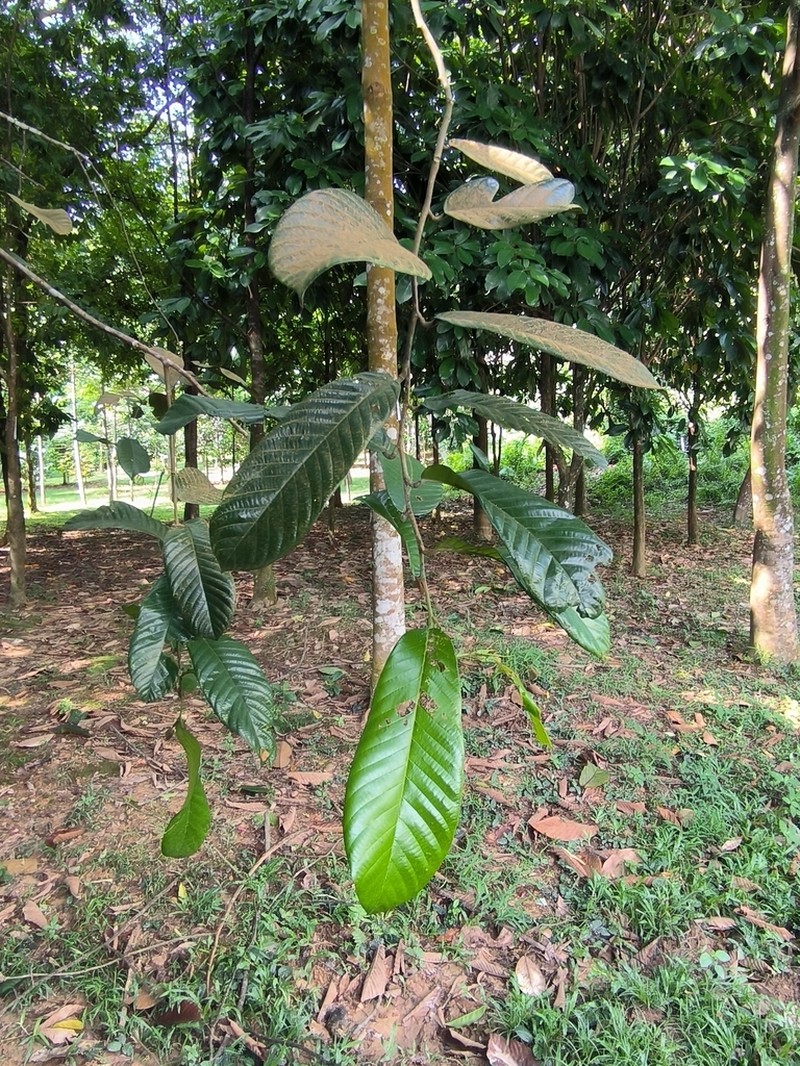 Rubroshorea hemsleyana photo 7
