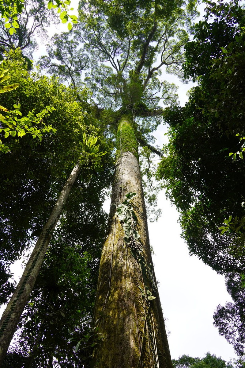 Rubroshorea johorensis