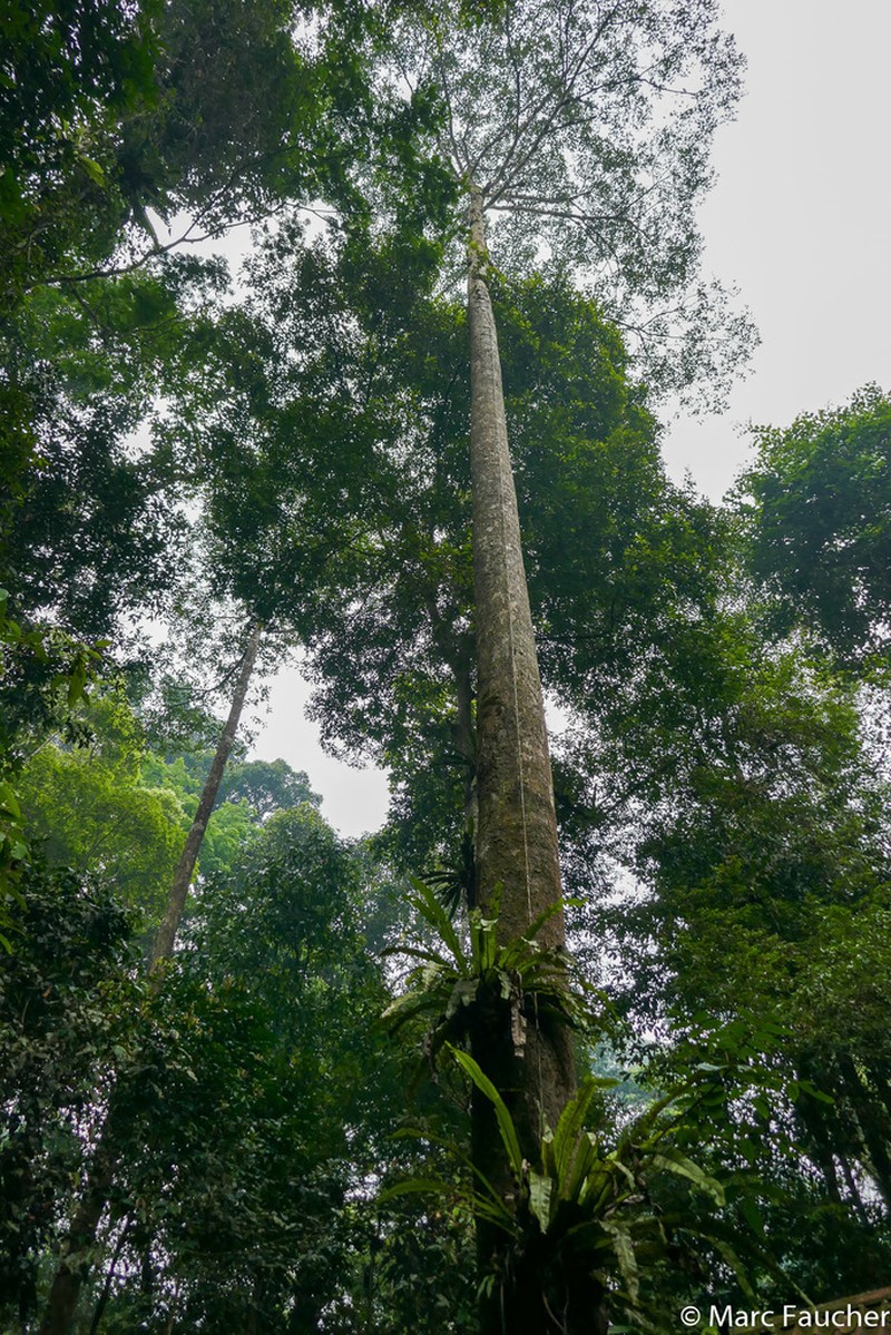 Rubroshorea johorensis photo 2