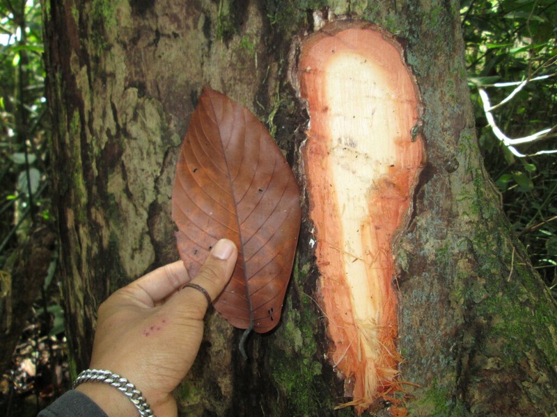 Rubroshorea johorensis photo 5