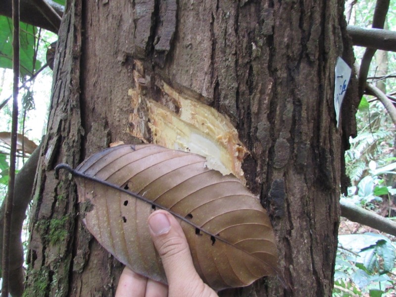 Rubroshorea johorensis photo 8