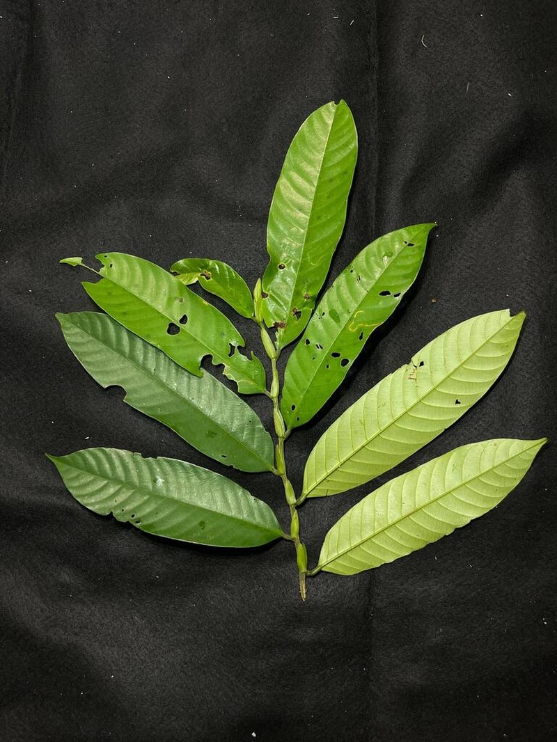 Rubroshorea lepidota