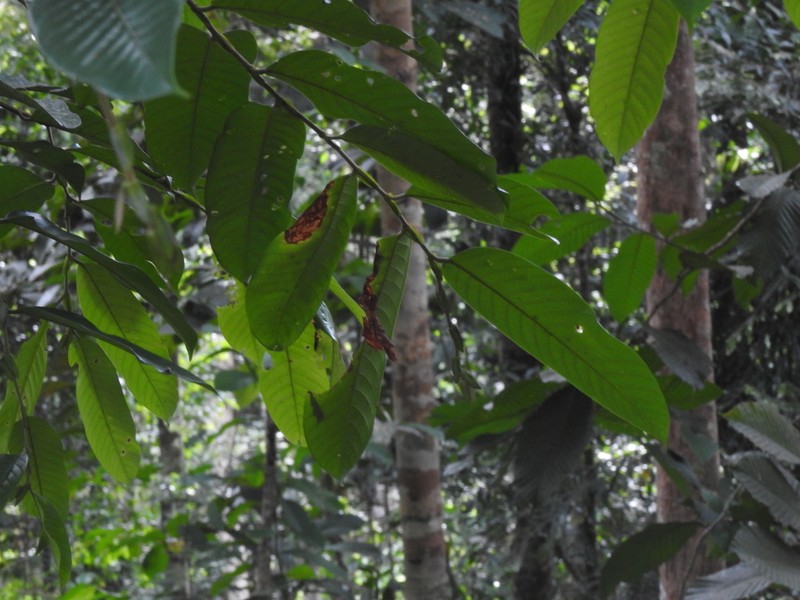 Rubroshorea lepidota photo 4