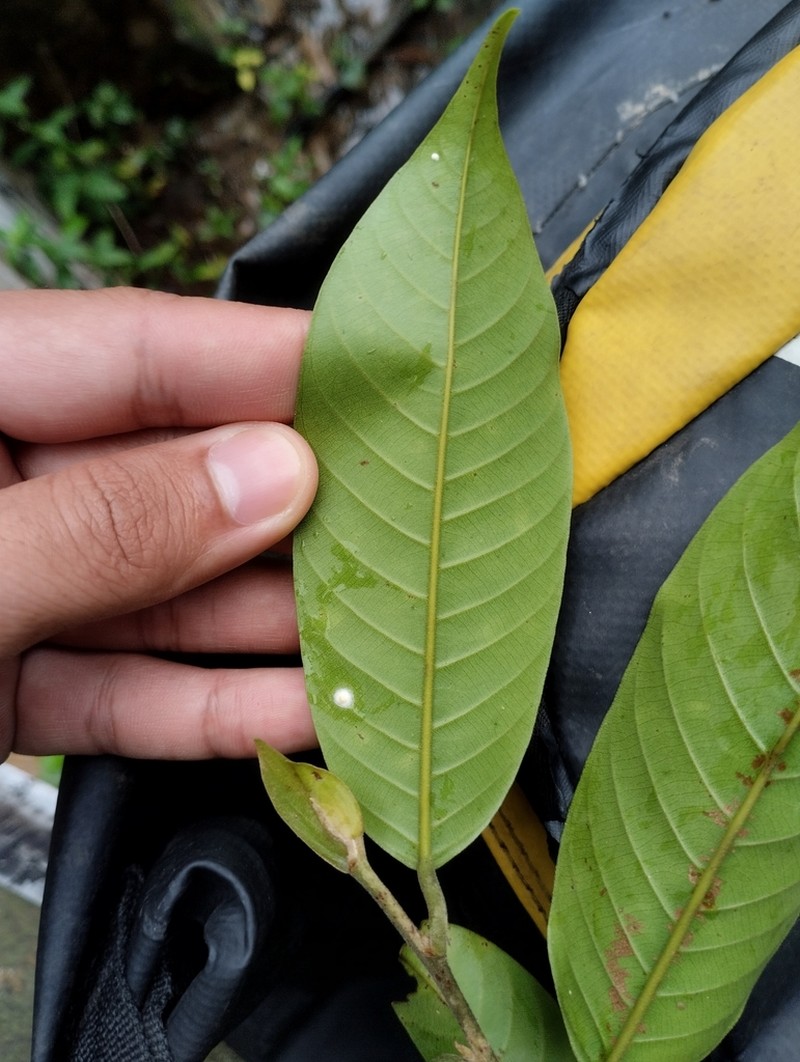 Rubroshorea lepidota photo 5