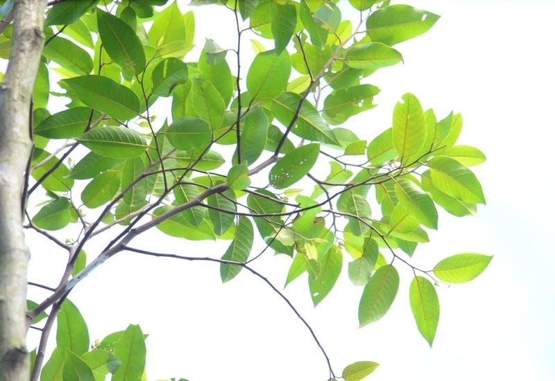 Rubroshorea lepidota photo 6