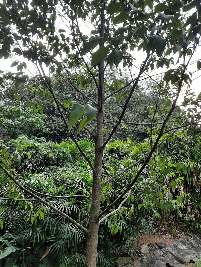 Rubroshorea lepidota photo 8