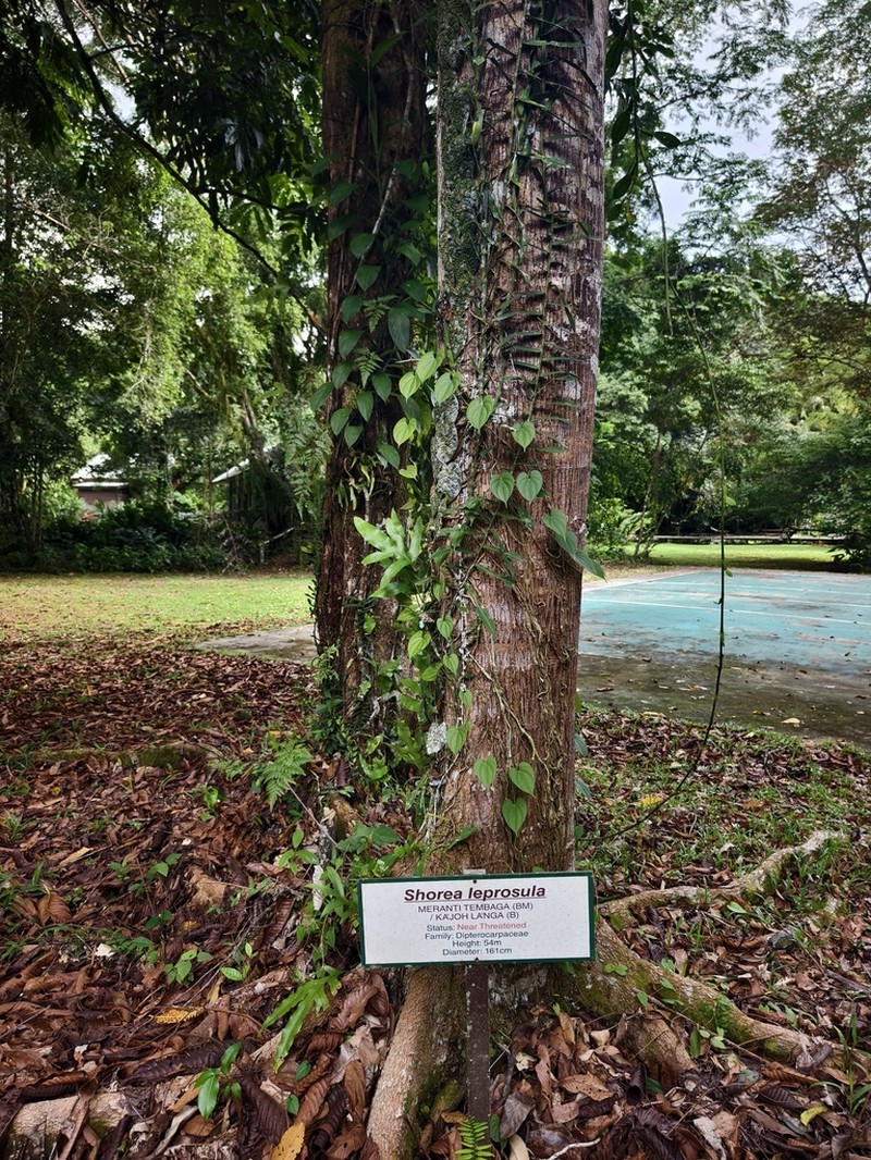 Rubroshorea leprosula