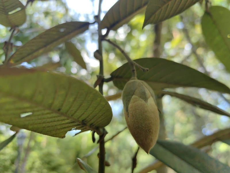 Rubroshorea macrantha