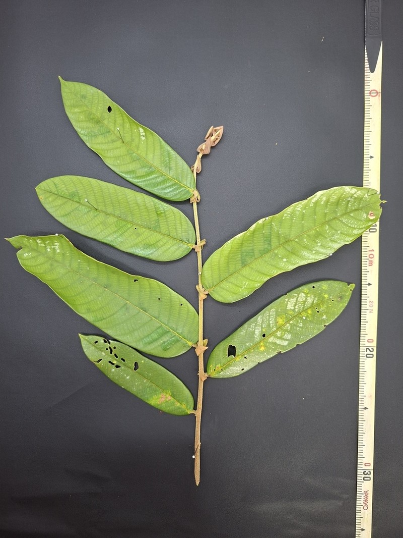 Rubroshorea macrantha photo 4