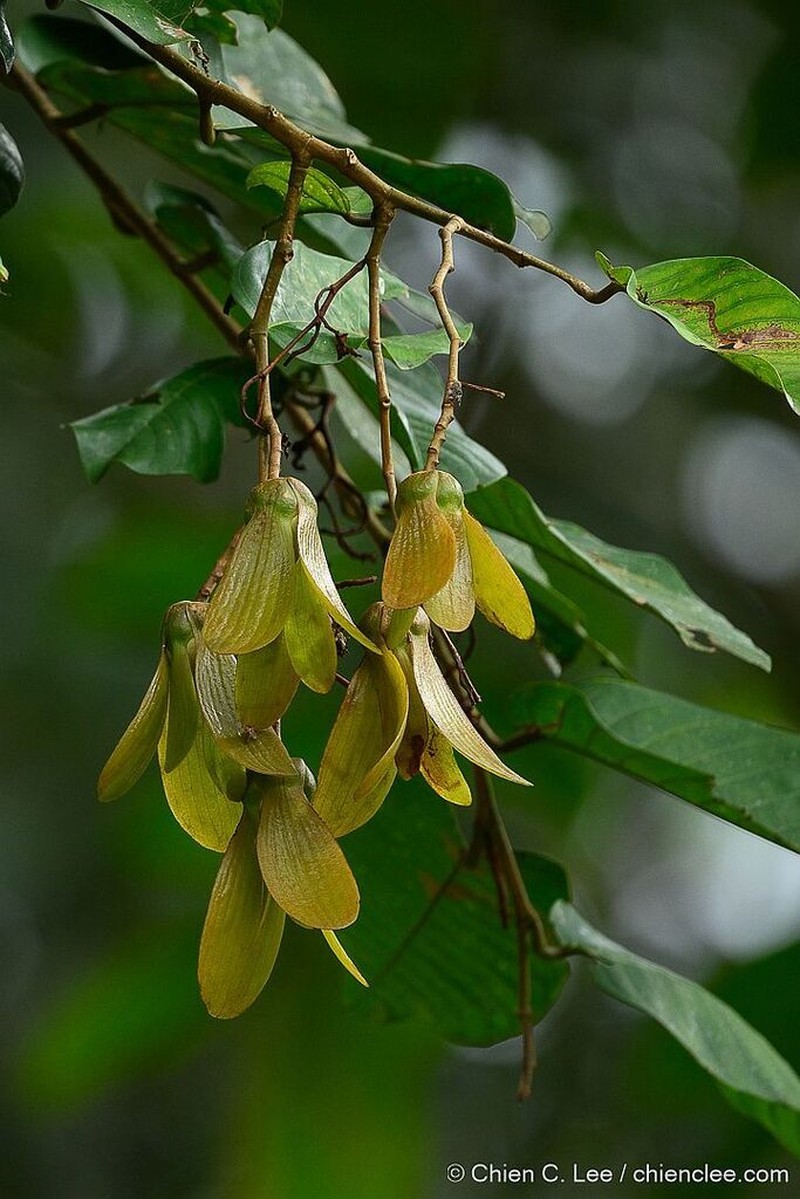 Rubroshorea macrophylla