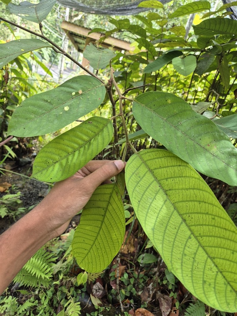 Rubroshorea macrophylla photo 4