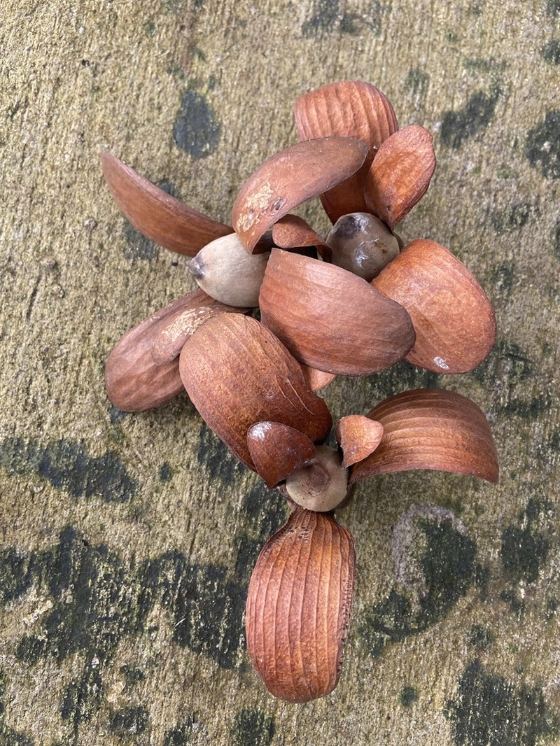 Rubroshorea macrophylla photo 5