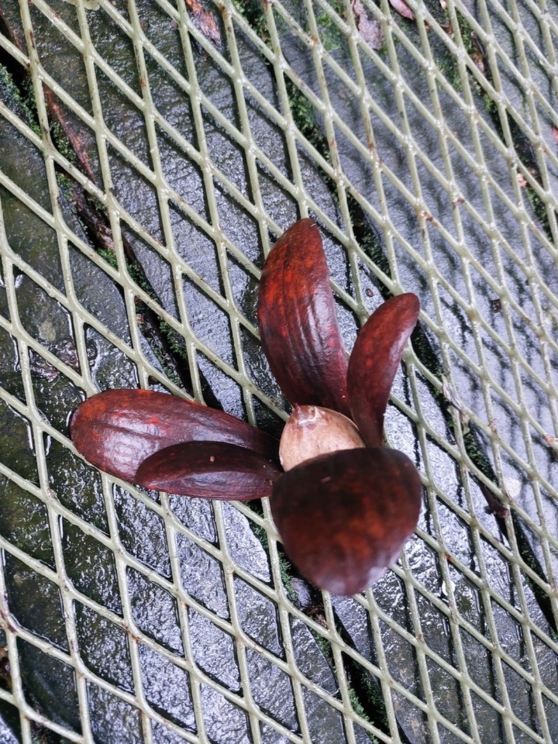 Rubroshorea macrophylla photo 6