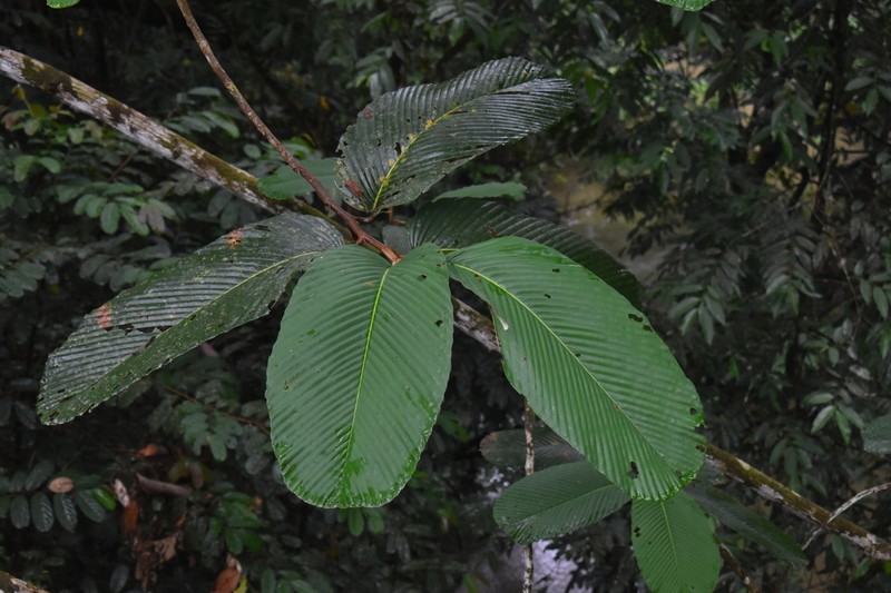 Rubroshorea macrophylla photo 7