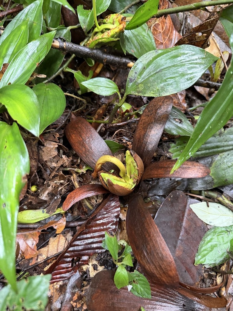 Rubroshorea macrophylla photo 8