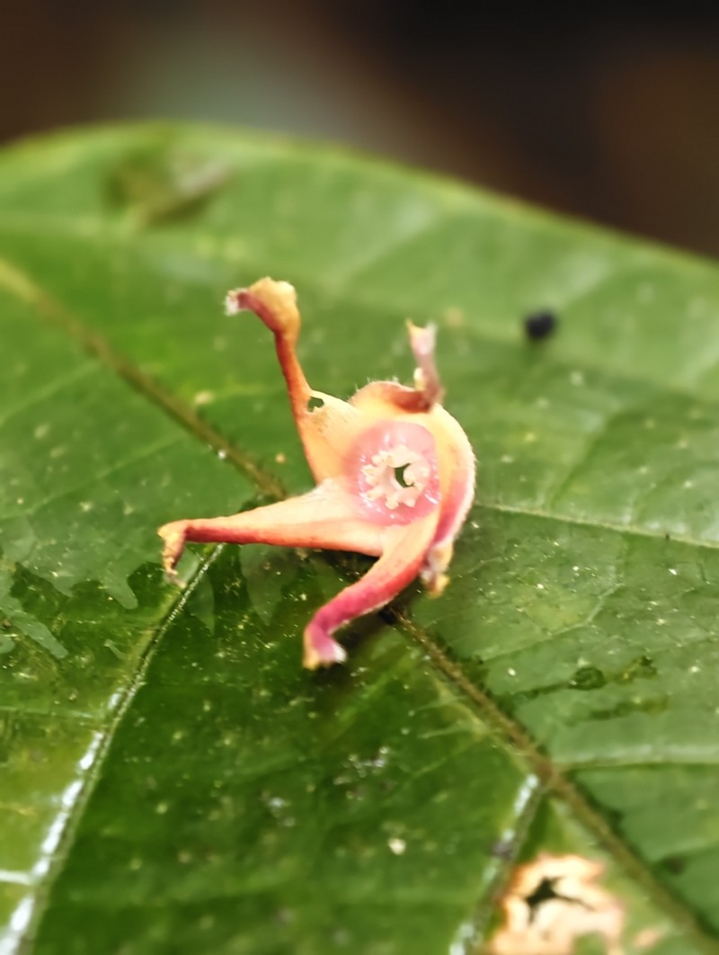 Rubroshorea macroptera photo 8