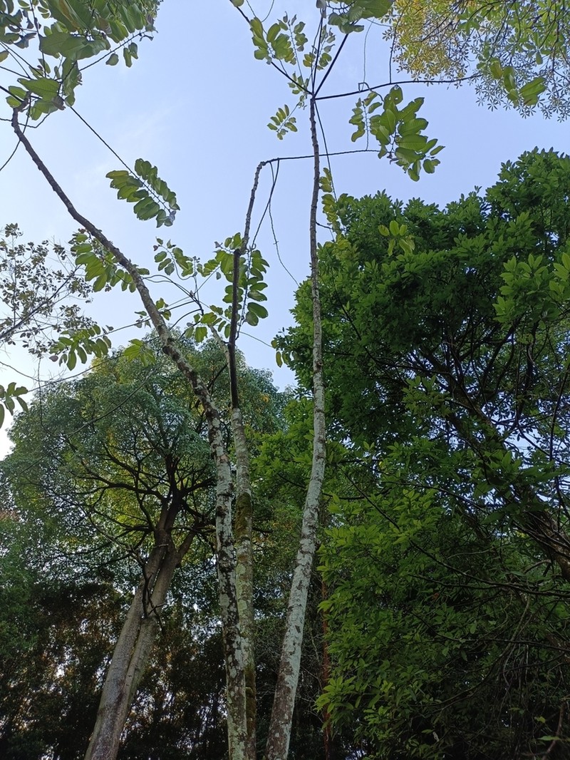 Rubroshorea mecistopteryx