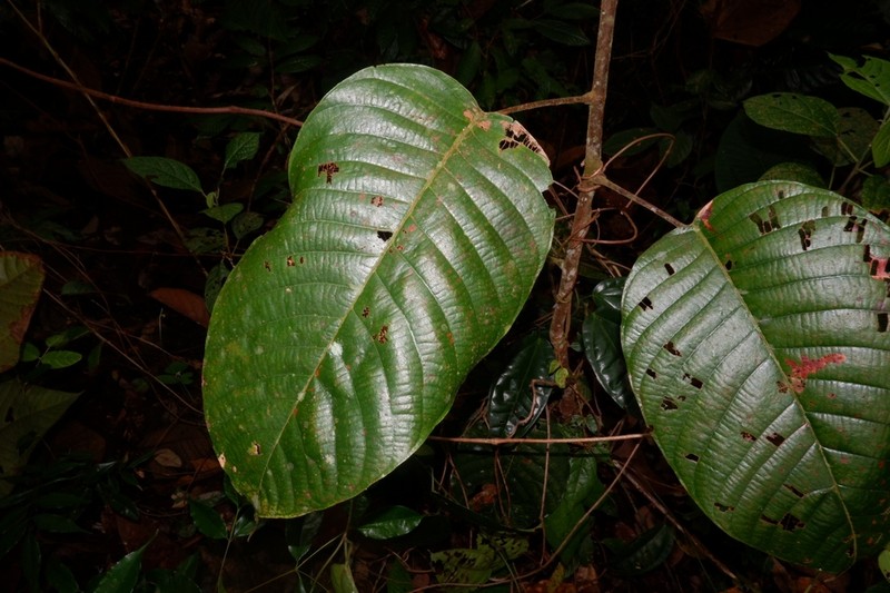 Rubroshorea mecistopteryx photo 2
