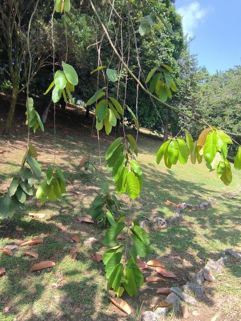 Rubroshorea mecistopteryx photo 3