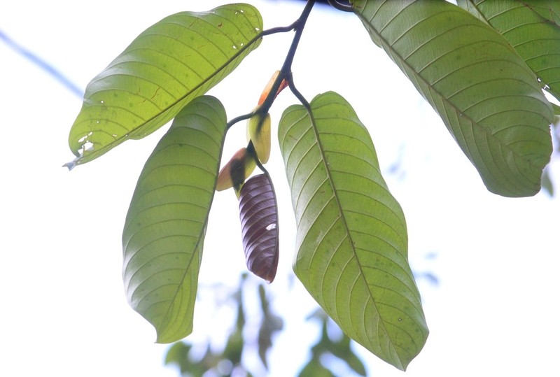Rubroshorea mecistopteryx photo 4