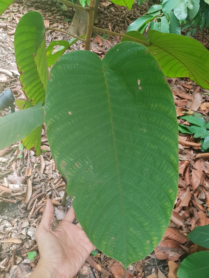 Rubroshorea mecistopteryx photo 5