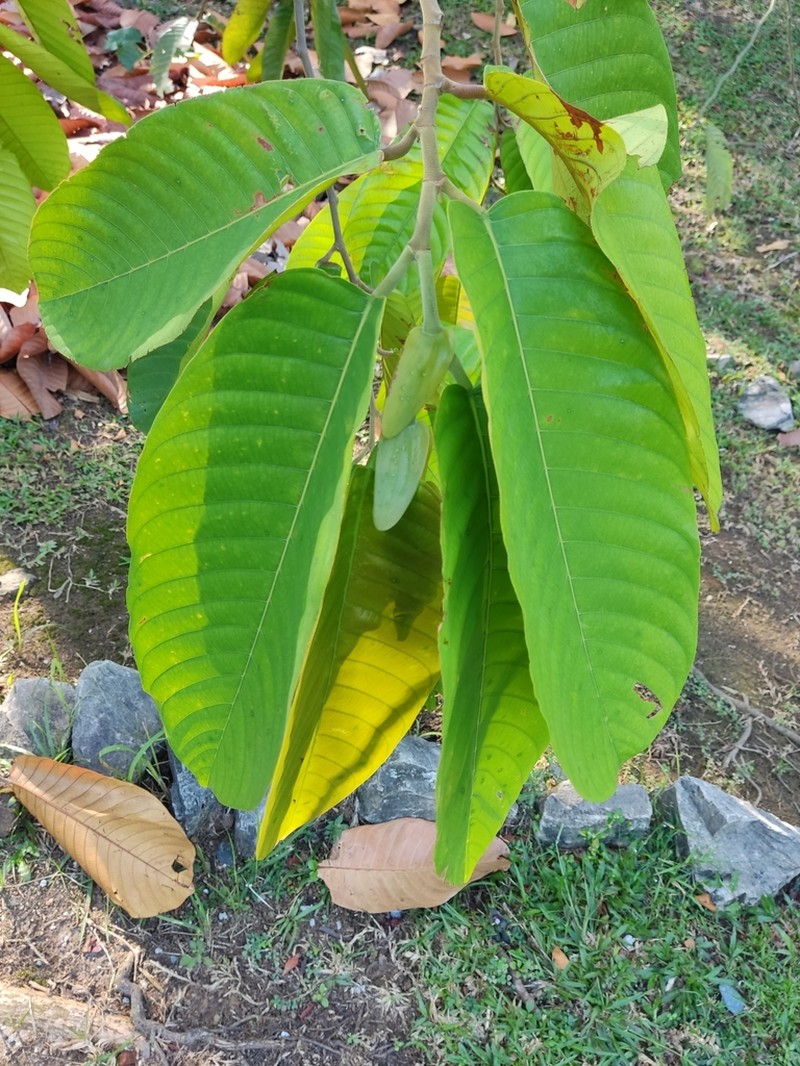 Rubroshorea mecistopteryx photo 6