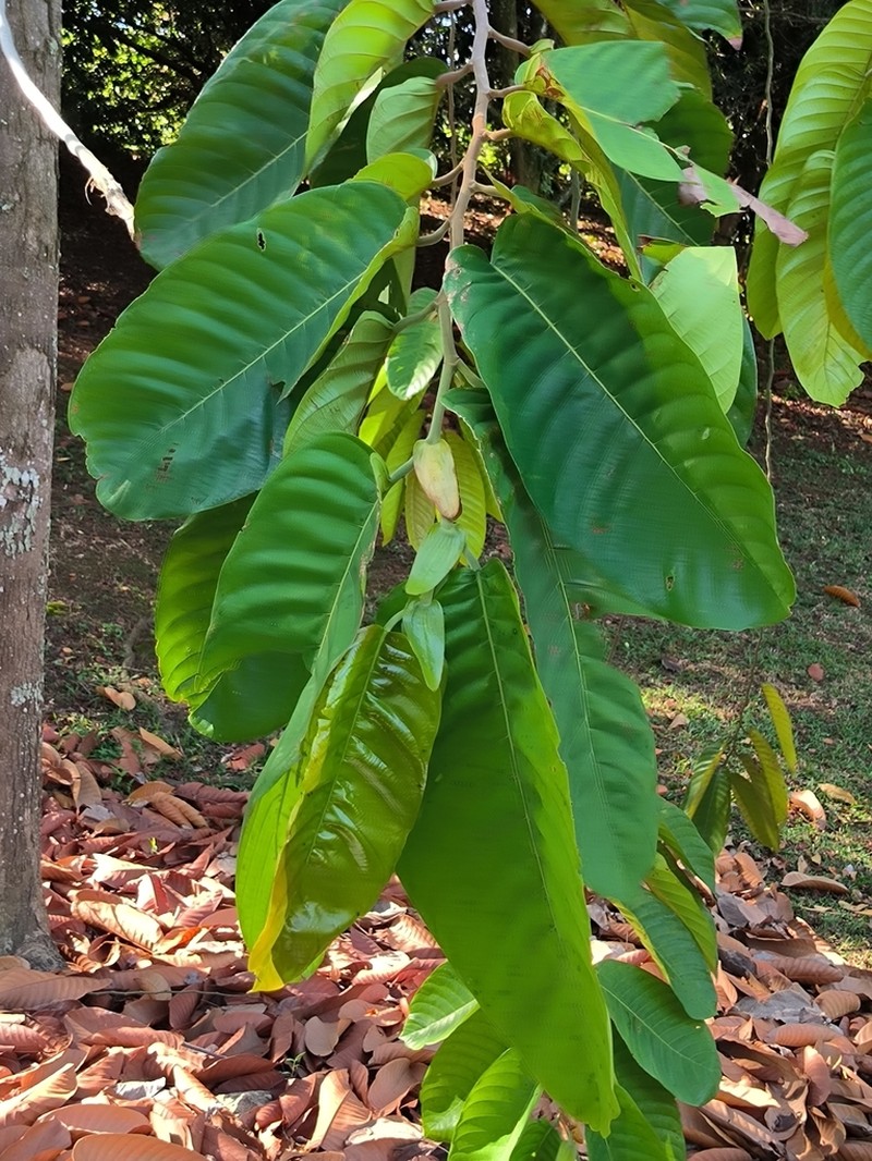 Rubroshorea mecistopteryx photo 8