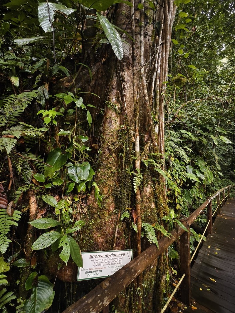 Rubroshorea myrionerva