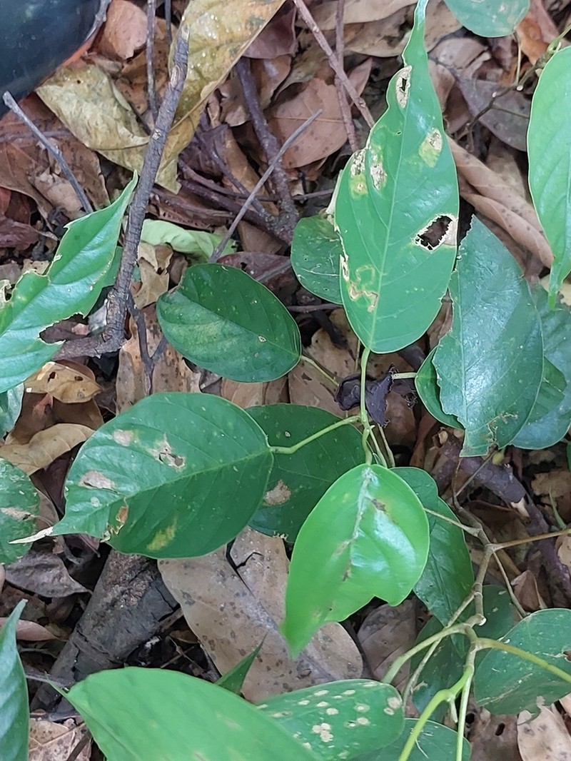 Rubroshorea negrosensis photo 3