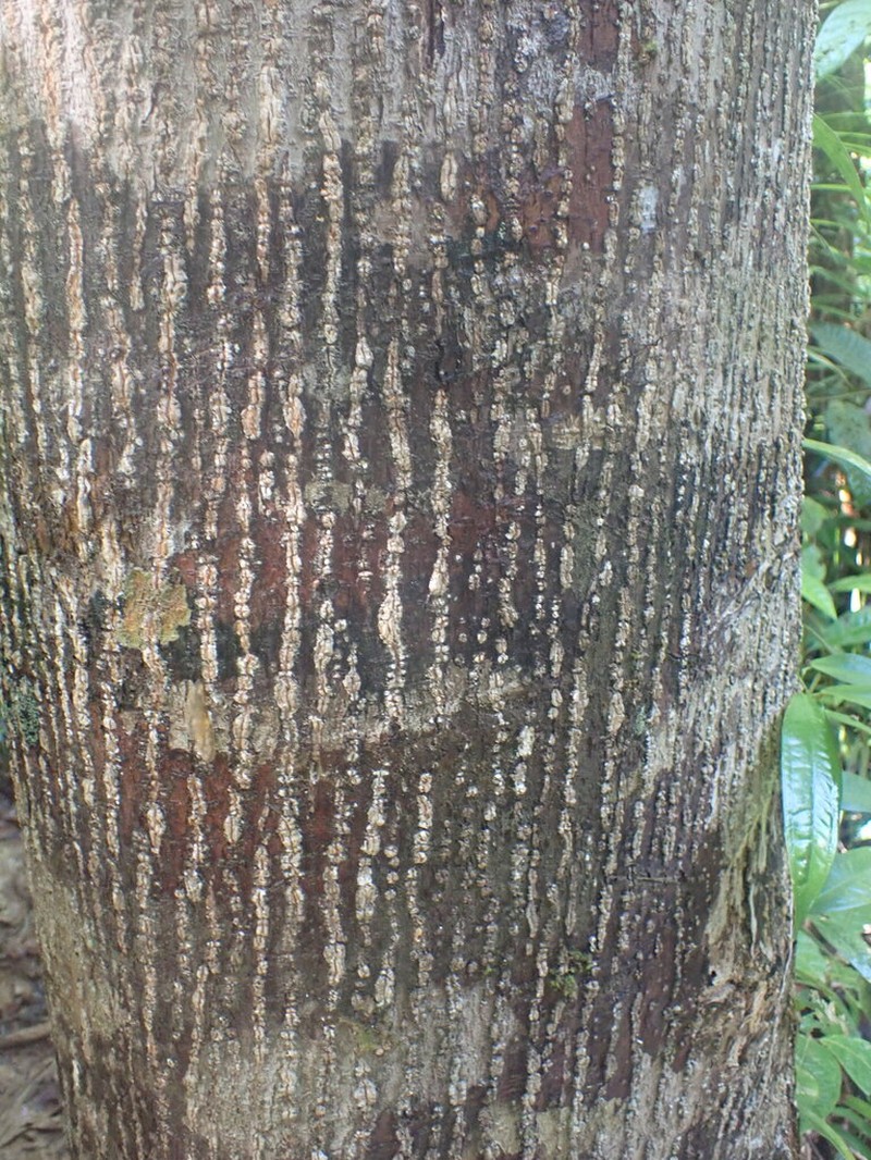 Rubroshorea negrosensis photo 5