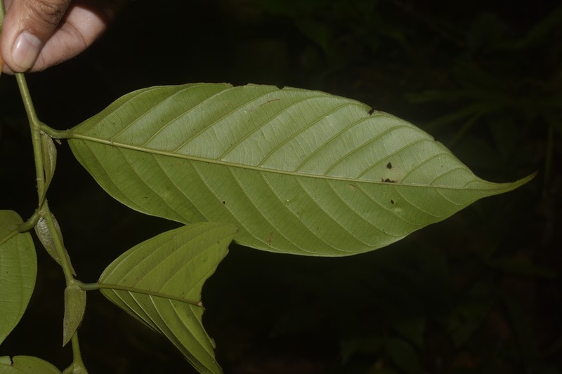 Rubroshorea negrosensis photo 6