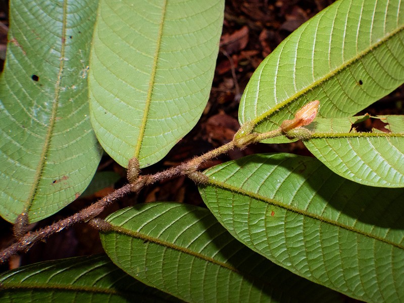 Rubroshorea ovalis