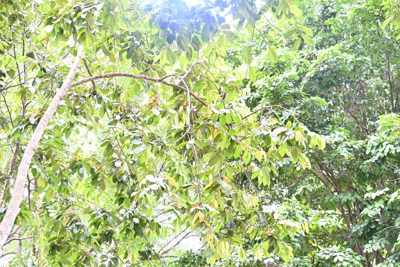 Rubroshorea ovalis photo 2