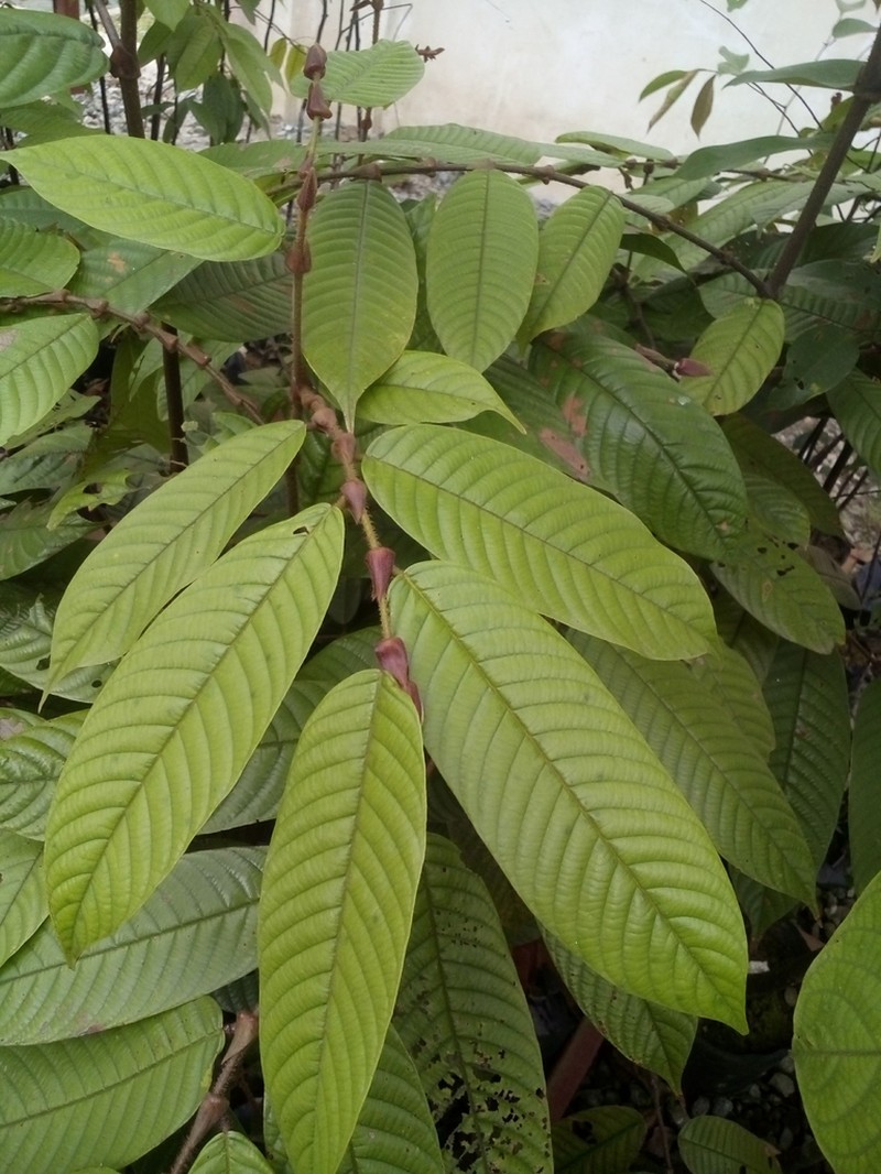 Rubroshorea ovalis photo 3