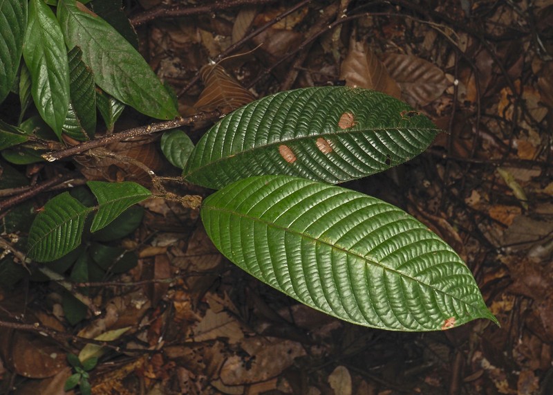 Rubroshorea ovalis photo 4