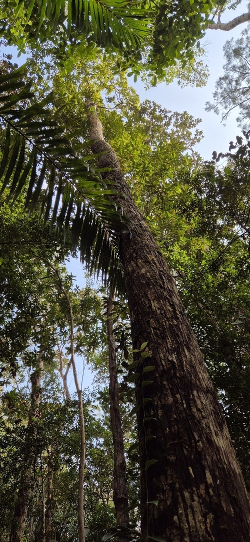 Rubroshorea ovata