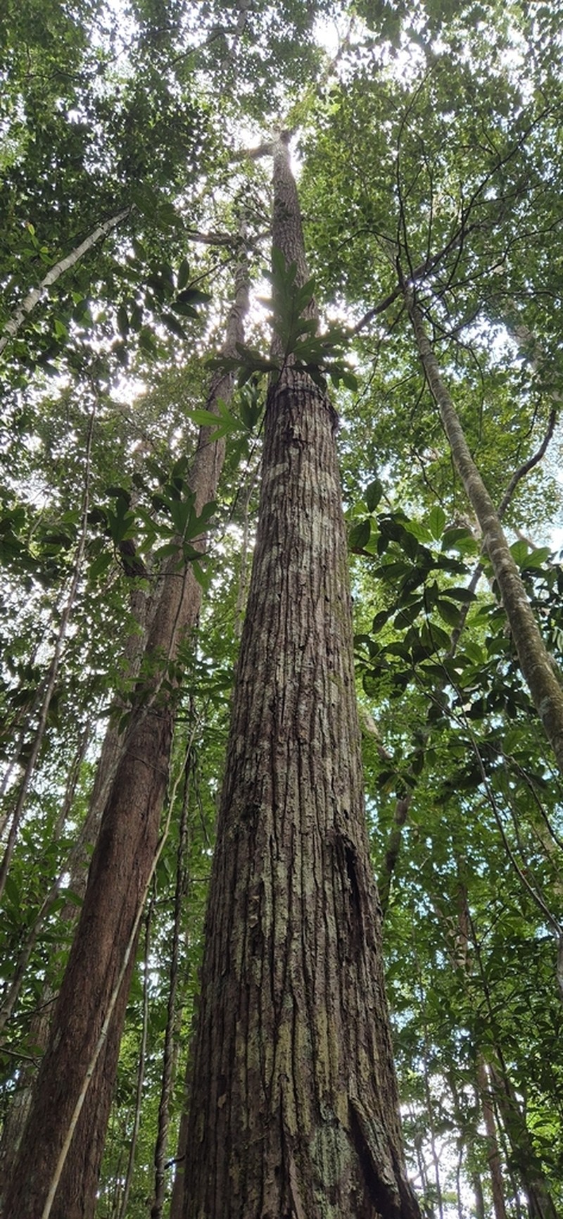 Rubroshorea ovata photo 2