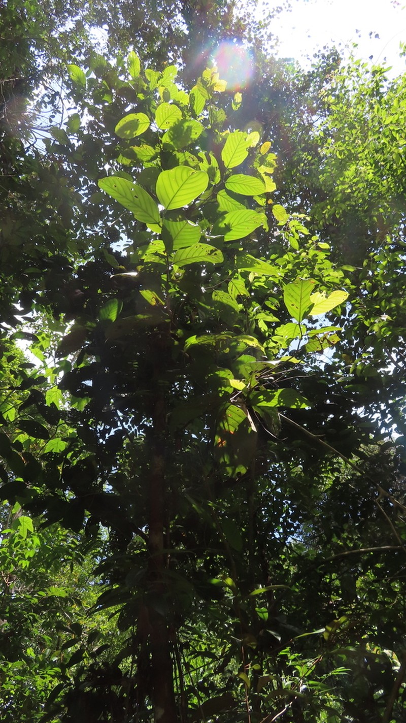 Rubroshorea pachyphylla