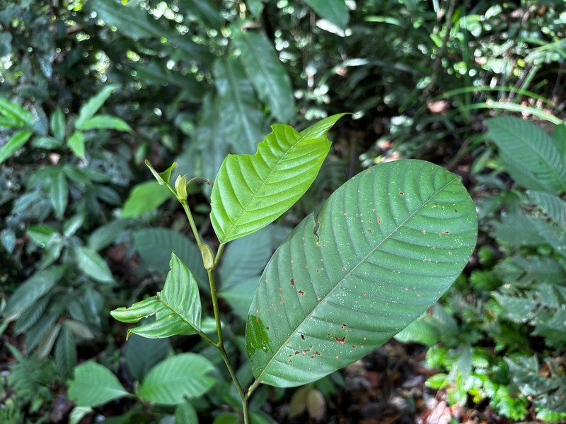 Rubroshorea palembanica