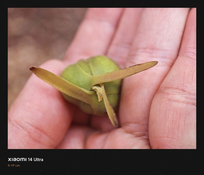 Rubroshorea palembanica photo 2