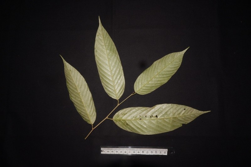 Rubroshorea palembanica photo 3
