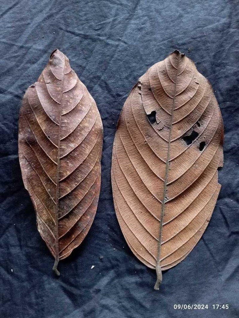 Rubroshorea palembanica photo 4