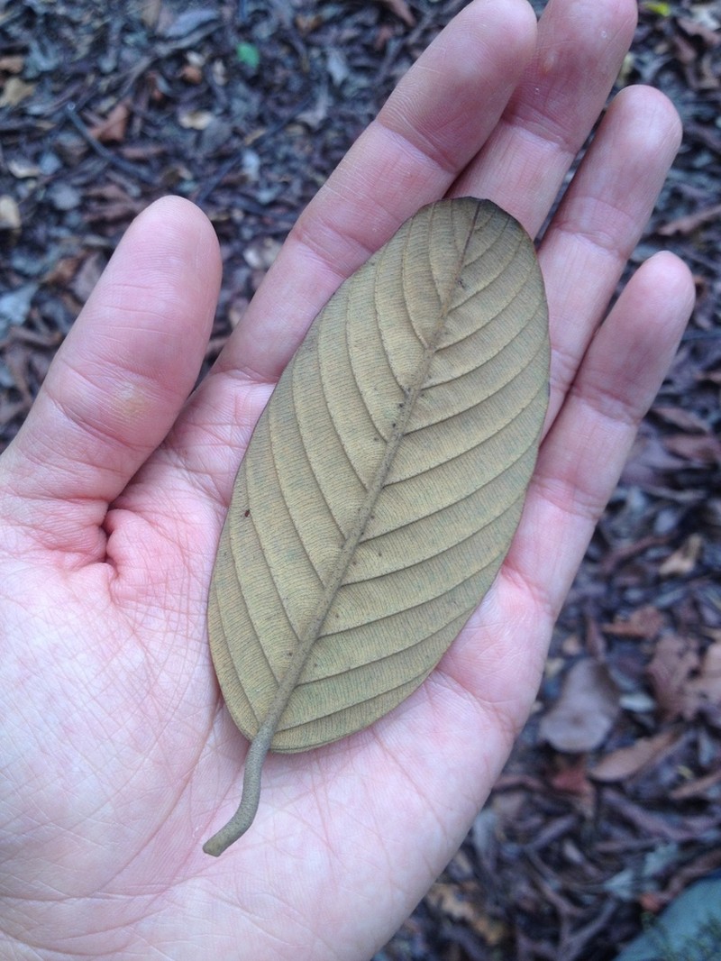 Rubroshorea palembanica photo 5