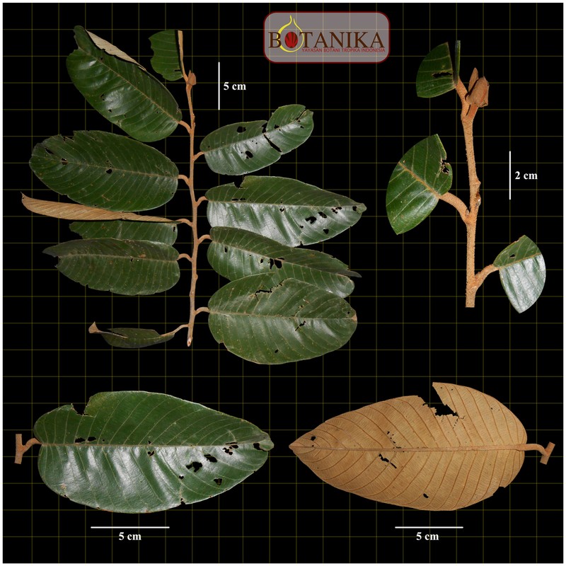 Rubroshorea pallidifolia