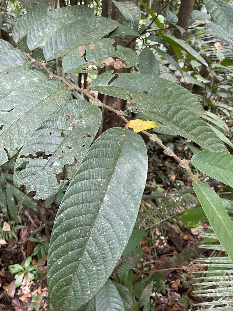 Rubroshorea palosapis