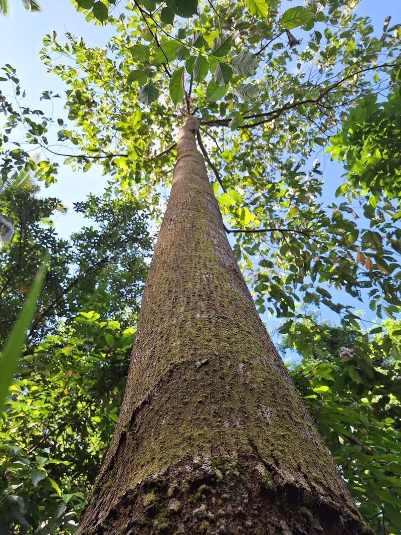 Rubroshorea palosapis photo 2