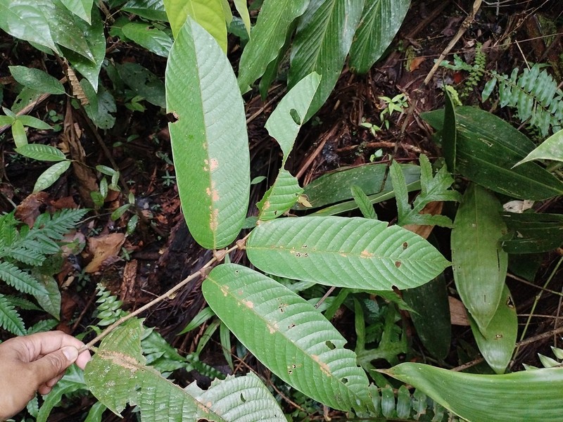 Rubroshorea palosapis photo 3